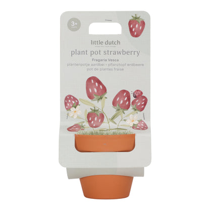 Kit de plantation fraises - Little Dutch